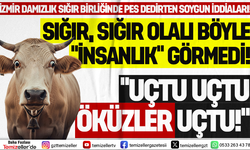 İZMİR DAMIZLIK SIĞIR YETİŞTİRİCİLERİ BİRLİĞİ’NDE ÖKÜZLERİ BİLE YALAMADAN YUTMUŞLAR!