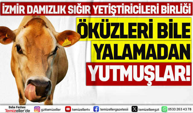 İZMİR DAMIZLIK SIĞIR YETİŞTİRİCİLERİ BİRLİĞİ’NDE ÖKÜZLERİ BİLE YALAMADAN YUTMUŞLAR!