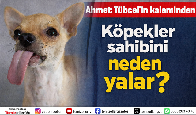 KÖPEKLER SAHİPLERİNİ NEDEN YALAR?